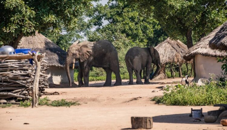 Un éléphant en divagation