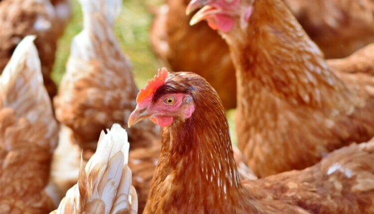 contre la grippe aviaire @ FA