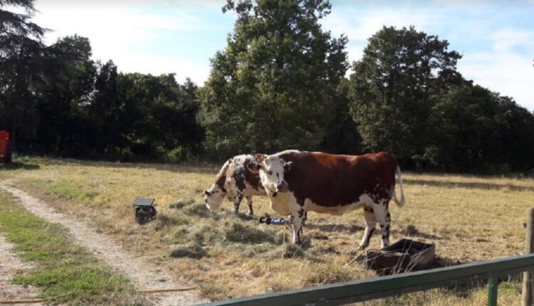 Une ferme animalière et végétale