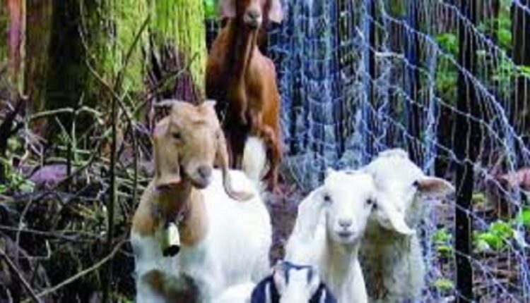 voleurs de moutons Cabris @ Clinicanoo