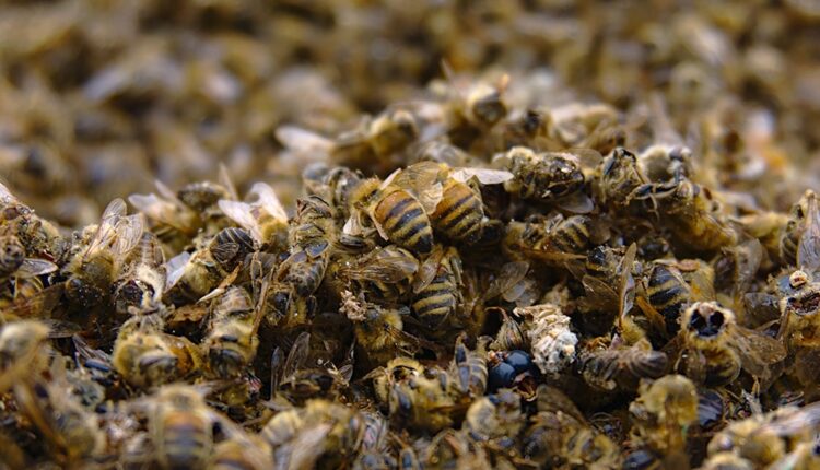 une même famille tués par des abeilles