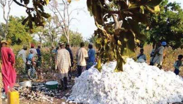 cotons consumées par le feu dans un champs @ AbidjanTV