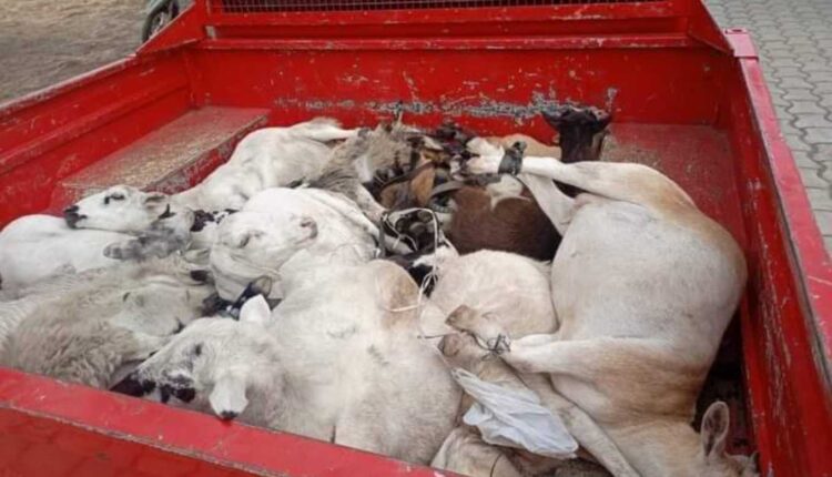 Une Dizaine De Moutons En Divagation Ramassée Par La Police À Cotonou