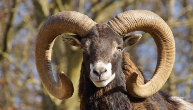 un bélier condamné à trois ans de prison pour meurtre