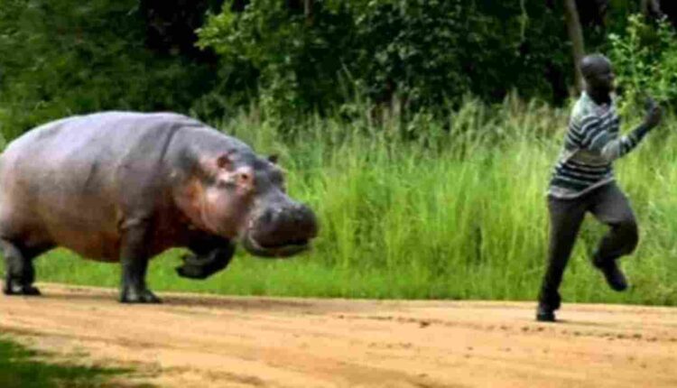 un hippopotame en divagation