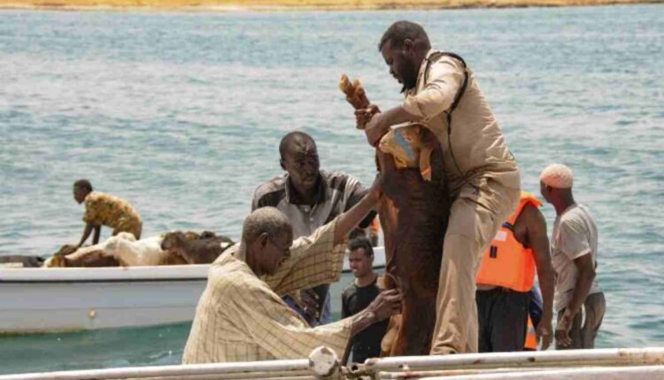 Plus de 15 mille moutons meurent noyés dans le naufrage d’un navire