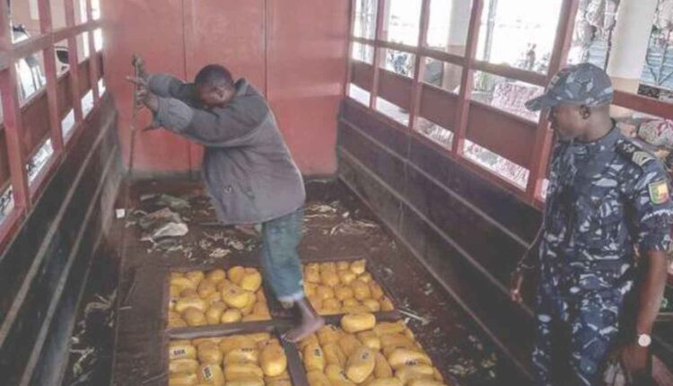 Bénin une importante quantité de drogue dissimulée dans des caches d’armes