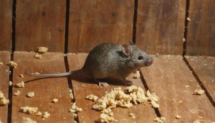 Les souris et rats, rongeurs Ph otos Edialux