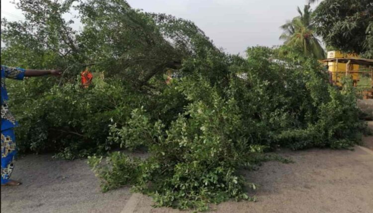 Un homme tué par un arbre en pleine circulation sur le goudron