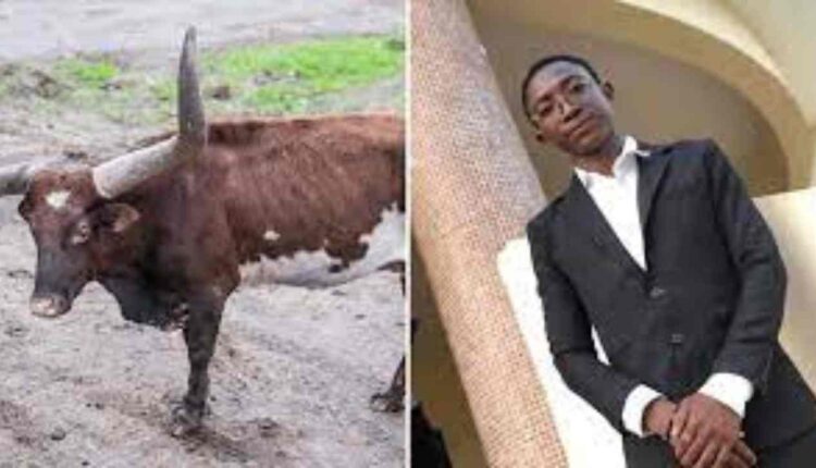 un jeune docteur tué par un boeuf en Côte d'Ivoire