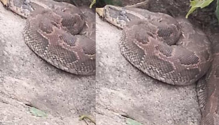 Un boa sacré installé à 20 mètres des maisons à Pèrèrè