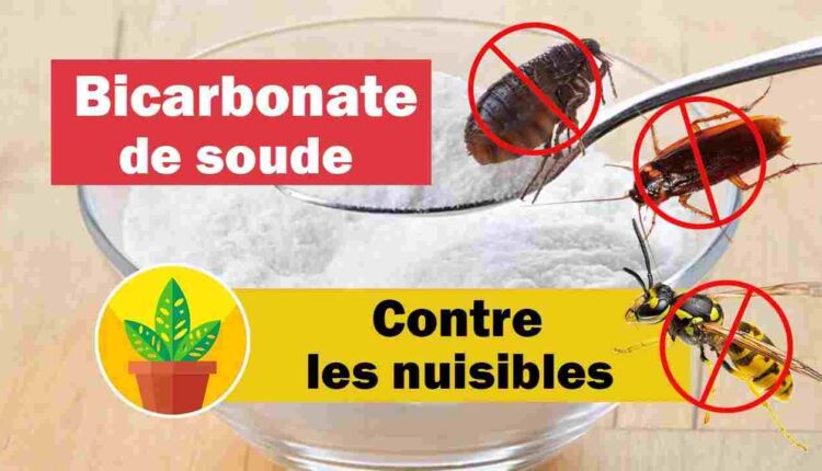 se débarrasser des nuisibles avec du bicarbonate @ Youtube jardinage et plante