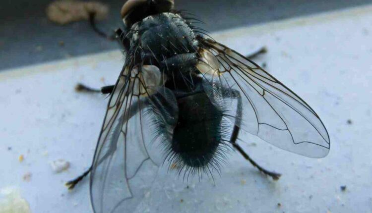 9 significations spirituelles des grandes mouches noires dans la maison