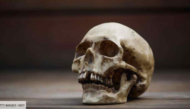 crâne humain @ Géo