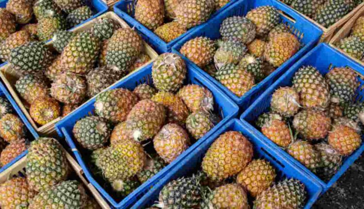 les Ananas Béninois Interdits de Vente RFI