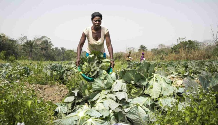 African Women in Agricultural Research and Development Ph fao, Sébastian Liste